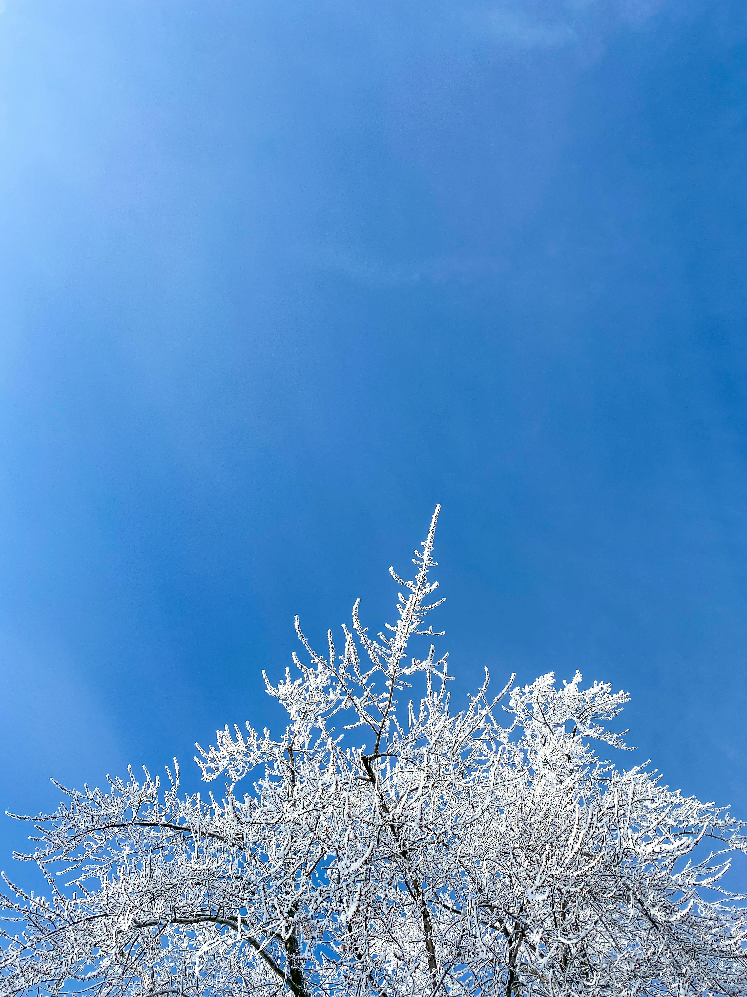white leaf tree under blue sky during daytime